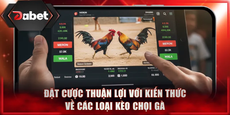Đặt cược thuận lợi với kiến thức về các loại kèo chọi gà