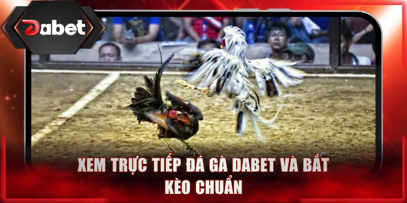 Xem trực tiếp đá gà DABET và bắt kèo chuẩn
